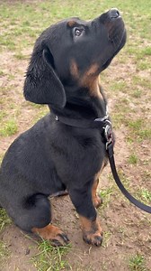 If you want proof that we are blaming the wrong end of the lead let’s look at Rottweilers!! They were the devil dog in the late 70’s & 80’s taking over from the German Shepherd and Doberman! If you watched any Hollywood films with a guard dog it was a Rottweiler starting with the classic horror the Omen! If you heard of a dog attack it was a Rottweiler and that’s because they’re clearly a terrible aggressive breed isn’t it!? Nope It’s because they were shot to popularity by their bad on screen r