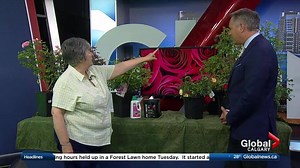 5.1K views · 12 reactions | WATCH: Horticulturist Kath Smyth joins Global Calgary with details on hardy roses for Calgary gardens. | Global Calgary | Facebook