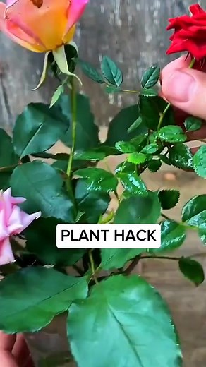 3.1K views · 31 reactions | Learn how to easily propagate your favorite plants —roses, rosemary, and garlic— using natural and simple methods. 龍 With just aloe, cinnamon, and a bit of patience, you can fill your garden with life.  #homegarden #gardening #plants #roses #rosemary | MY OWN Garden | Facebook