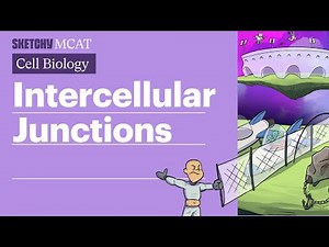 Intercellular Junctions: Gap, Tight & Desmosomes (Full Lesson) | Sketchy MCAT