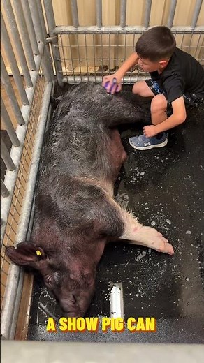 The #1 Mistake Beginners Make When Buying a Show Pig 🐖 #ShowPig #ShowPigTips #StockShow #FFA