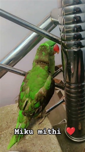 #miku #mithi #parrot #birds #cute #talkingparrot #ytshorts #shorts #cutebird #funny #chirpy #conky