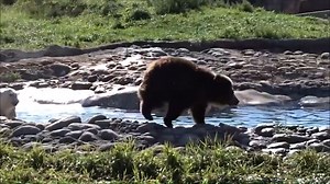 1.6K views · 61 reactions | DZS News wins an award, all at-risk animals fully vaccinated for COVID-19 and more! Join director of education Claire and curator of humane education Stephen as they share Detroit Zoological Society updates and preview this week's virtual educational programming. #VirtualVitaminZ #DZSNews #DetroitZoo #BelleIsleNatureCenter | Detroit Zoo | Facebook