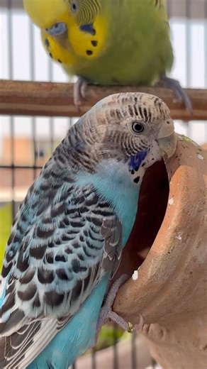 Day-178 How I Gave My Budgies Freedom & They Loved It ❤️ | Budgie Care #budgiediet #newfypoo