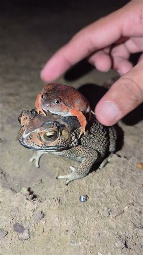 Rain Frog On the Toad so Funny | Frog on the Toad Jump Funny | Video Frogs Funny