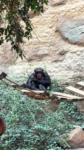 Brücke, Ruhe, Snack. Mehr braucht’s nicht ✨🐒 #zoo #interview #monkey #viral #fyp