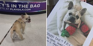 Police searching for service dog stolen from Tempe hotel room