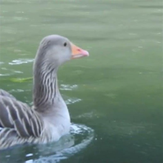 A GOOSE PICKED THE WRONG FIGHT! 😳