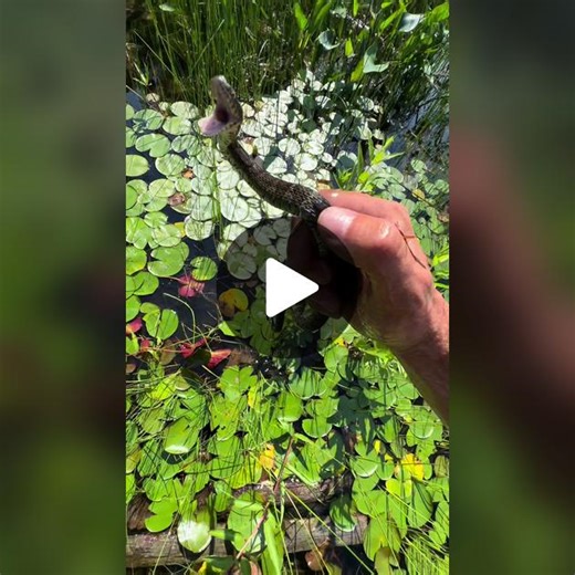 Drama noodle of a water snake 😆😆😆. How I imagine he would sounded if they could vocalize. #snakesoftiktok #drama #viral #fyp #water #funnyvideos #nature