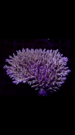This week’s new arrivals! | Neptune Aquatics