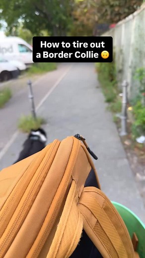 4.4M views · 61K reactions | One of those days where you find the most joy in the most basic activities with your best friend ❤️ . . #barkour #parkour | Parkourcollie Ninja | Facebook