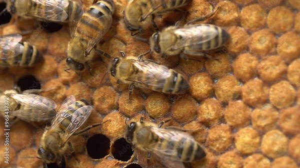 Capped bee brood cells. A bee colony inside the hive close up. Organic beekeeping