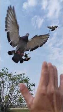 Huấn luyện bồ câu Thái đua bay đàn 4 con