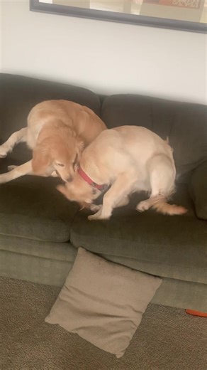 Maple 🍁 and her sister Barley have always been BFFs #goldenretriever #dogsplaying