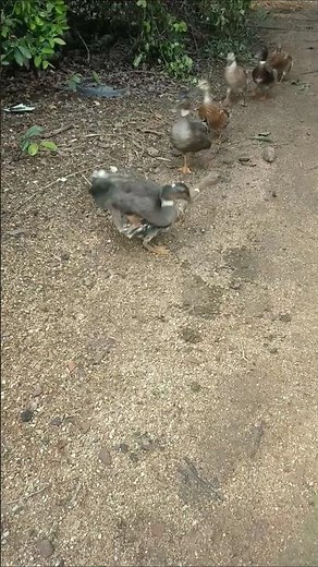 Indian runner duck farming in village #duckfarming #ducklingspro #animals #birds #ducklife