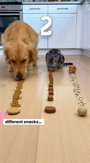Dog & Cat & Hamster. Who wins?