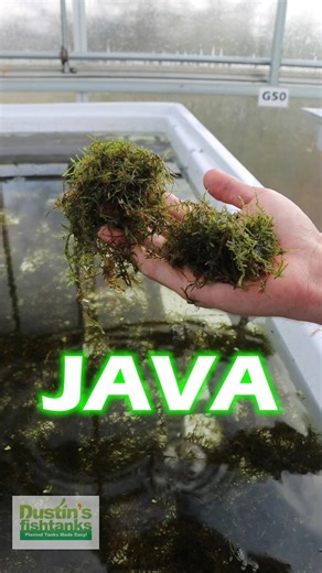 2.8K views · 22 reactions | NEW JAVA MOSS BASIN SETUP! What do you think of our new setup/ convertion process? Shop Now! TANK ON! JAVA MOSS  https://dustinsfishtanks.com/products/java-moss #dustinsfishtanks #tankon #aquarium #aquariums #aquascape #aquascaping #aquariumplants #scape #aquariumhobby #fishtank #freshwateraquarium #plants #plantlife #planted #plantedtank #plantedaquarium #aquascape #aquaticplants #love #loveit | Dustin's Fishtanks | Facebook