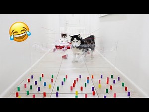 My Huskies Attempt Every Dog Obstacle Challenge At Once..