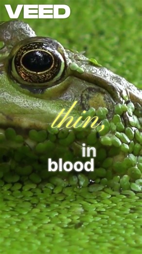 How Frogs Breathe Through Skin, Mouth, and Lungs.