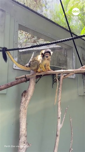 101K views · 1.3K reactions | A newborn Bolivian squirrel monkey, weighing less than a banana, clung tightly to its mother as they explored their habitat together at Perth Zoo, Australia. https://abcnews.link/V2IBNKc | ABC News | Facebook