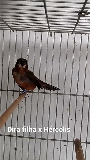 CURIO GALANDO FEMEA - CRIAR E PRESERVAR