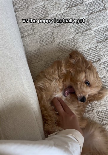 The Truth About Cavapoo Puppies: Expectations vs. Reality