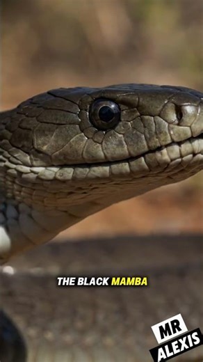 The Black Mamba: The Fastest Snake in Africa