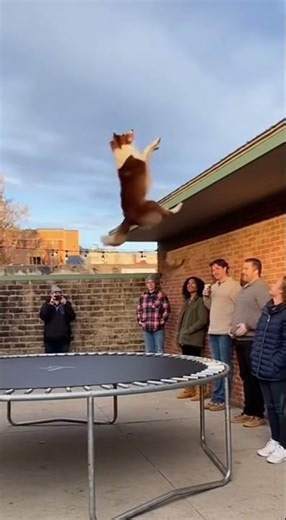 Cute Dog Jumps on Trampoline | #funnypets #cutevideos #dogshorts