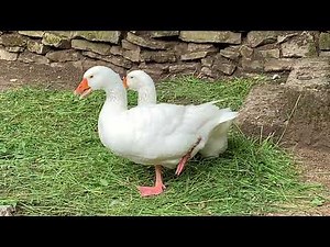 Emden or Embden geese.