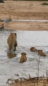 Lion Mother training.cubs Swimming lesson 😂😂 #wildlife #animal #safari #nature #animals #wild #shorts #baby #lions #viral #littlelion #mensoutfit #pushupsChallenge #fitnesstransformation #scincaregols | Fyado fun