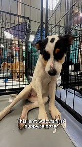 Stacy’s adoption fee is $25 until 3pm. If not adopted during today’s event, you can find her at HoustonPetsAlive.org. Share this sweet girls story! Come meet Stacy today! 📍2800 Antoine Drive Suite 2854 #houston #puppies #adoptdont #houstonpuppies | Houston Pets Alive