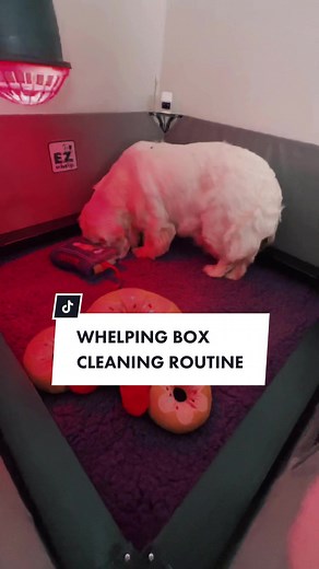 Whelping Box Cleaning Routine for Healthy Puppies