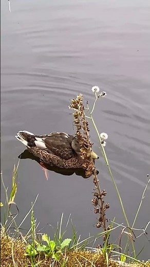Duck Close-Up – Peaceful Swim in Nature
