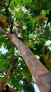 Please support kijiye 🙏❤️🥰 #shorts #fbreels #facebookreel #videography #nature #tree #plant #reelsfb | Vikash Joshi Vlogs