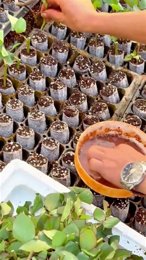 The Step by Step Process of Propagating Healthy Plant Cuttings Using Rooting Hormone
