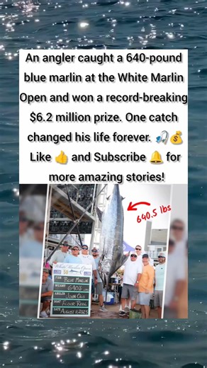 640 Pound Blue Marlin 🐟 Won Him $6.2 Million! 💰 | One Catch Changed His Life #animal #shorts