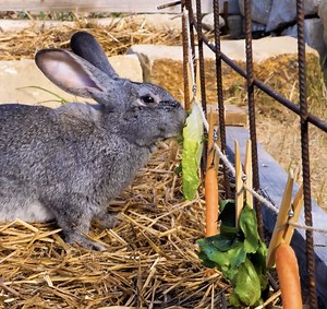 Time-saving farm hacks that will transform the way you work on the farm | 5-Minute Recycle