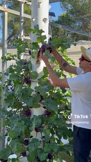 This method of farming allows you to grow far more crops in a fraction of the space while using up to 95% less water than traditional agriculture. By growing vertically on aeroponic towers, you can produce over 160 different crops, including leafy greens, herbs, vegetables, fruits, and even flowers. Everything is grown without soil, with roots suspended in air and fed with a perfectly balanced nutrient solution. Each plant receives exactly what it needs, when it needs it, resulting in faster gro