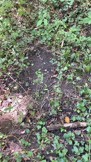 456K views · 5.3K reactions | Voici une formation pour plus d'informations www.ramaztruffe.fr #truffe #truffeduperigord #formation #pourtoi | Ramaztruffe le passionné de la recherche de truffe | Facebook