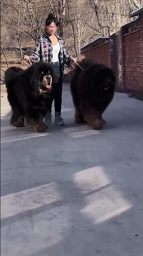 Beautiful woman leads two large Tibetan mastiffs