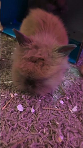 So These Are My Two Lionhead Bunnies They are 9ish weeks old..