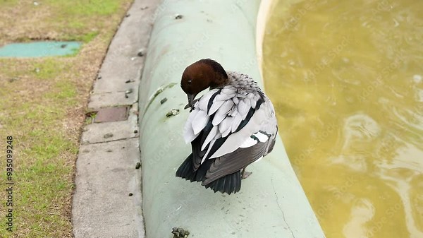 Duck Preening by Water in Melbourne