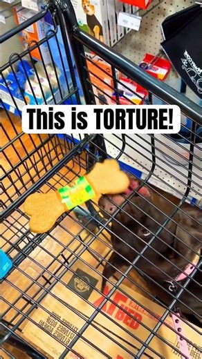 Chocolate Lab loses it over a treat #shorts #funny