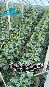 ခူးပြီးသားခဝဲသီးတွေကို ဘာကြောင့် ထောင်ထားကြတာလဲ | BON Channel