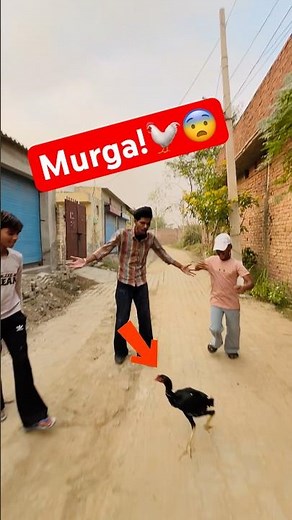 Catch the Chicken, Keep It!🔥