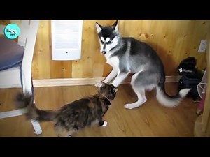 🐱 Hilarious Cats Bullying Innocent Dogs 🐶