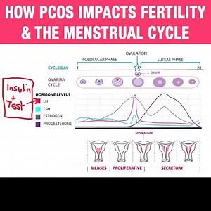 If you'd like to learn about how PCOS impacts the menstrual cycle and fertility then give this video a good watch. Also, let me know if you enjoyed this longer, more in-depth video. | Drew Baird "the PCOS Mentor"