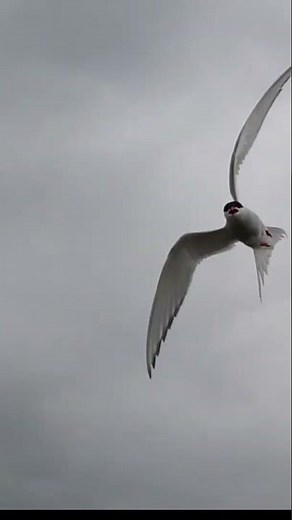 Black-headed gull attacking (Amazing Nature Norway) #shorts