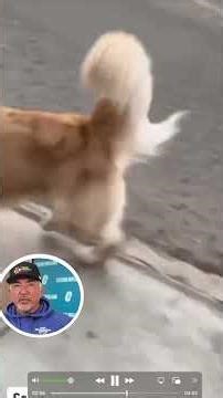 Golden Retriever vs Three Dobermans