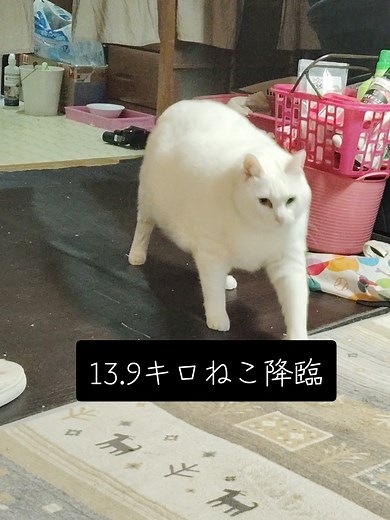 家が揺れる！白猫のボス猫登場